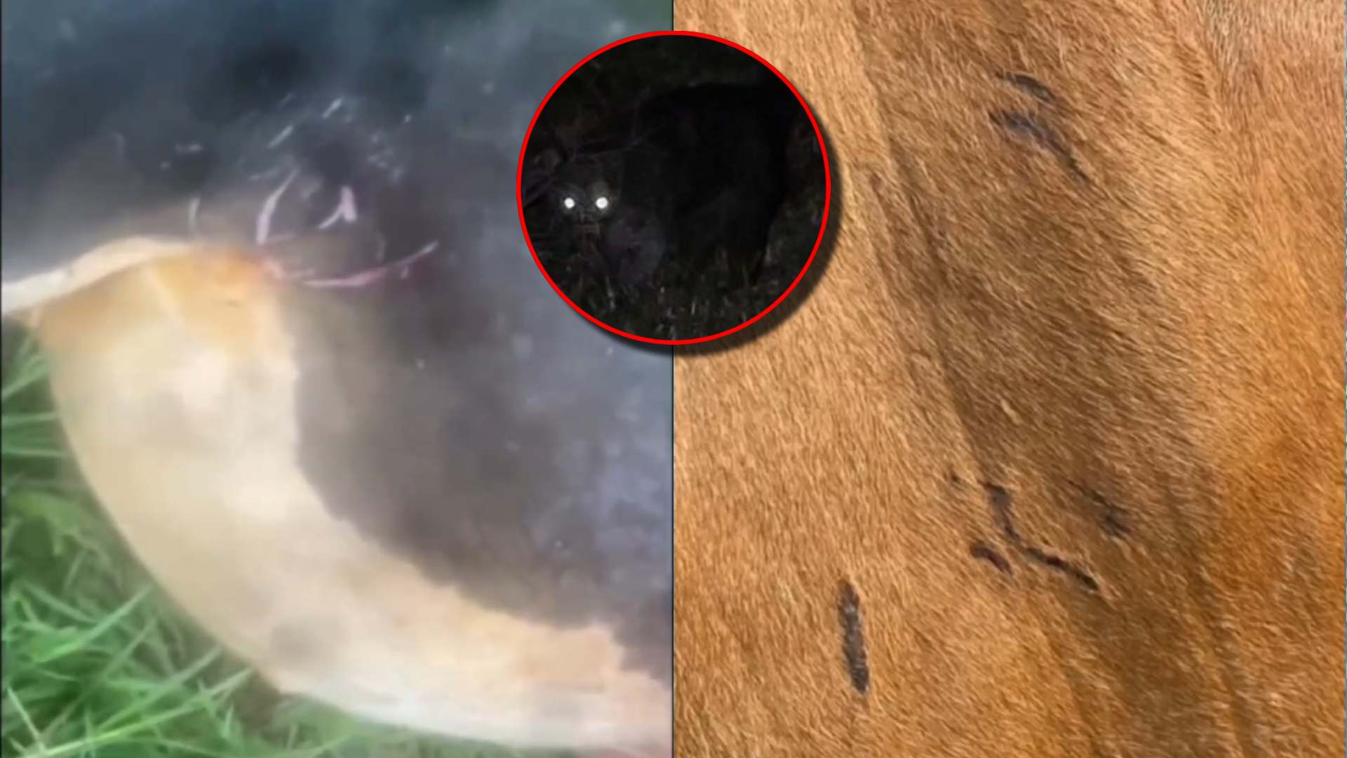 ¿Chupacabras? Misterioso depredador siembra temor entre ganaderos en Copán