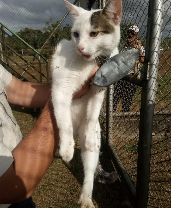 Capturan a un “gato narco” que llevaba droga amarrada al cuerpo para un centro penitenciario 