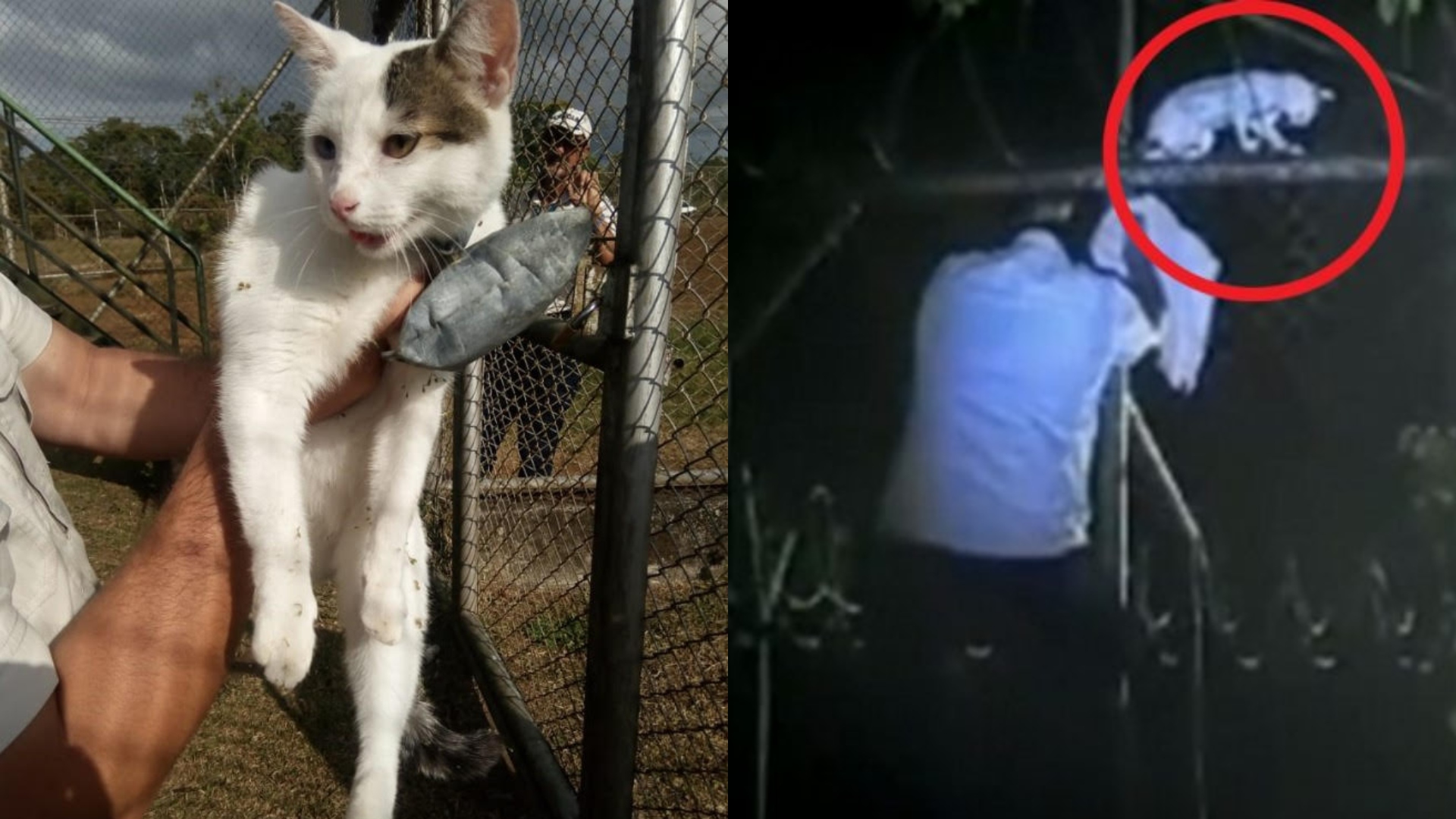 Capturan a un gato narco que llevaba droga amarrada al cuerpo para un centro penitenciario