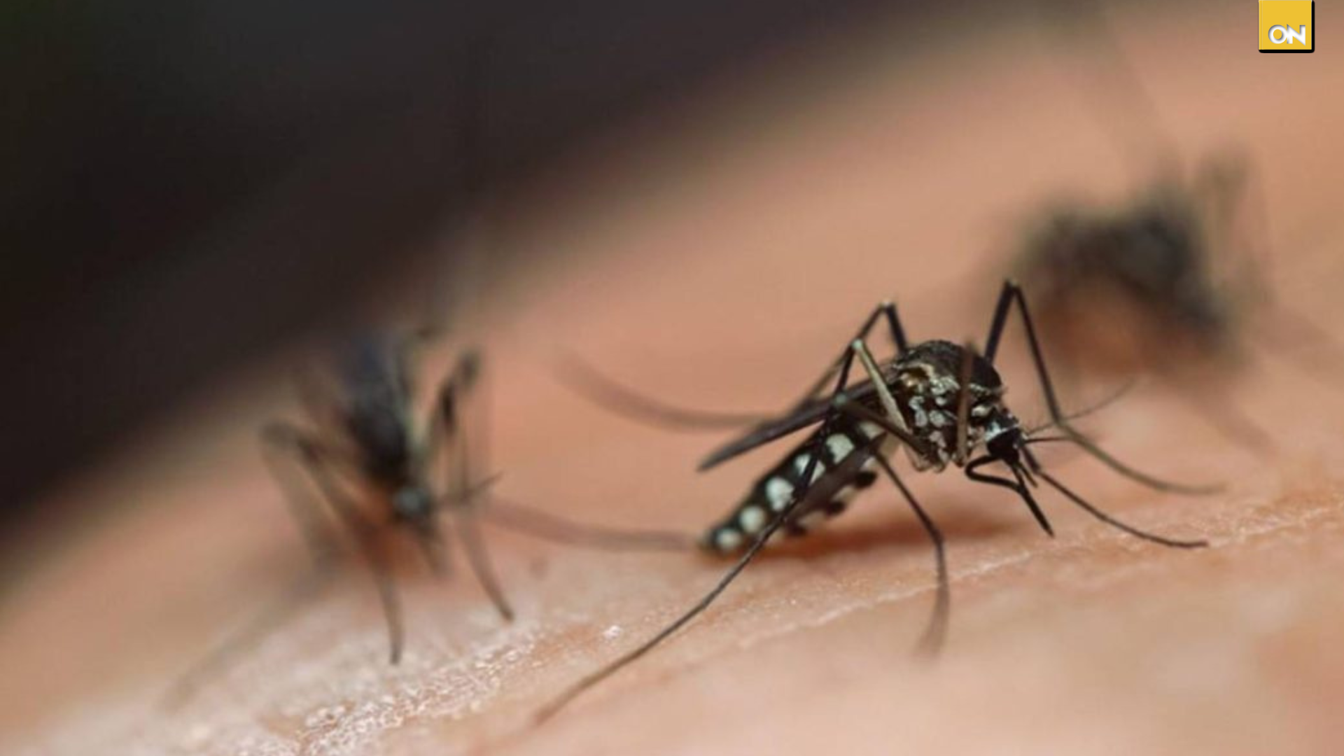 Honduras fallecidos casos dengue