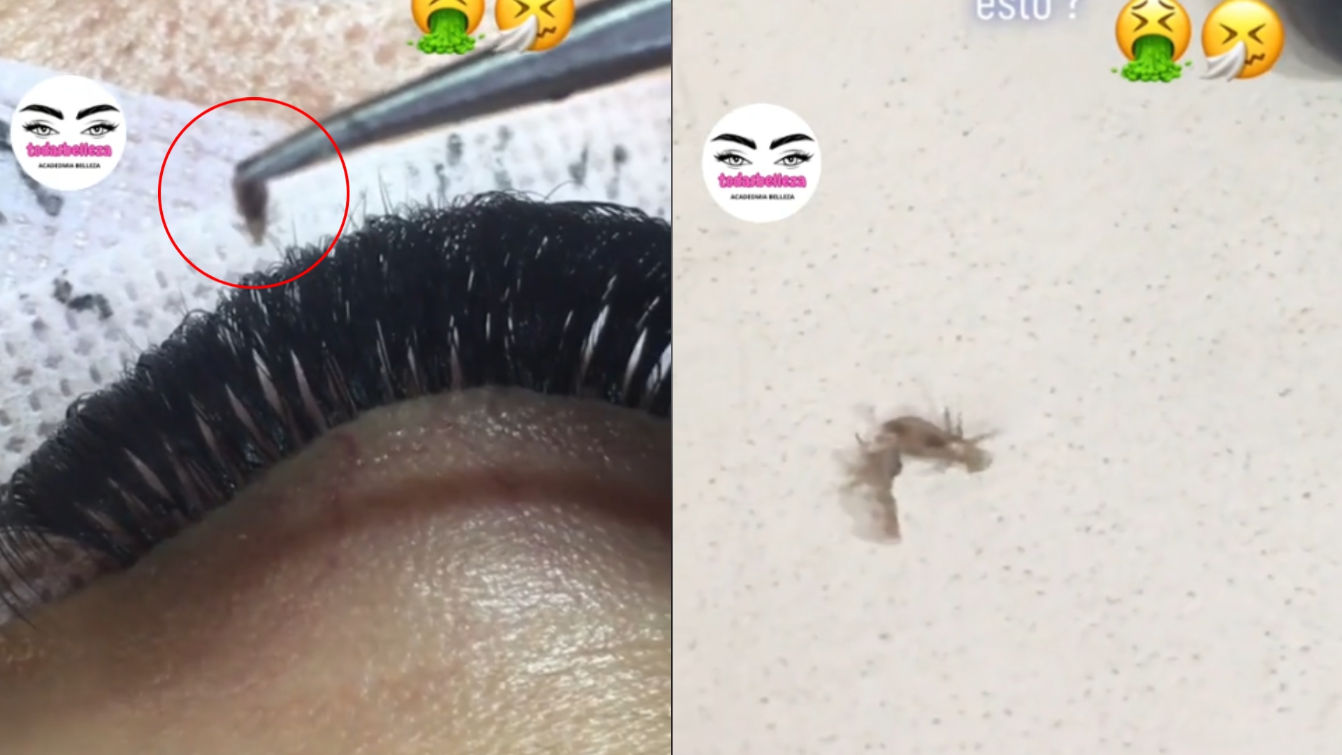 Mujer encuentra piojos en las extensiones de pestaña de su clienta y video se vuelve viral