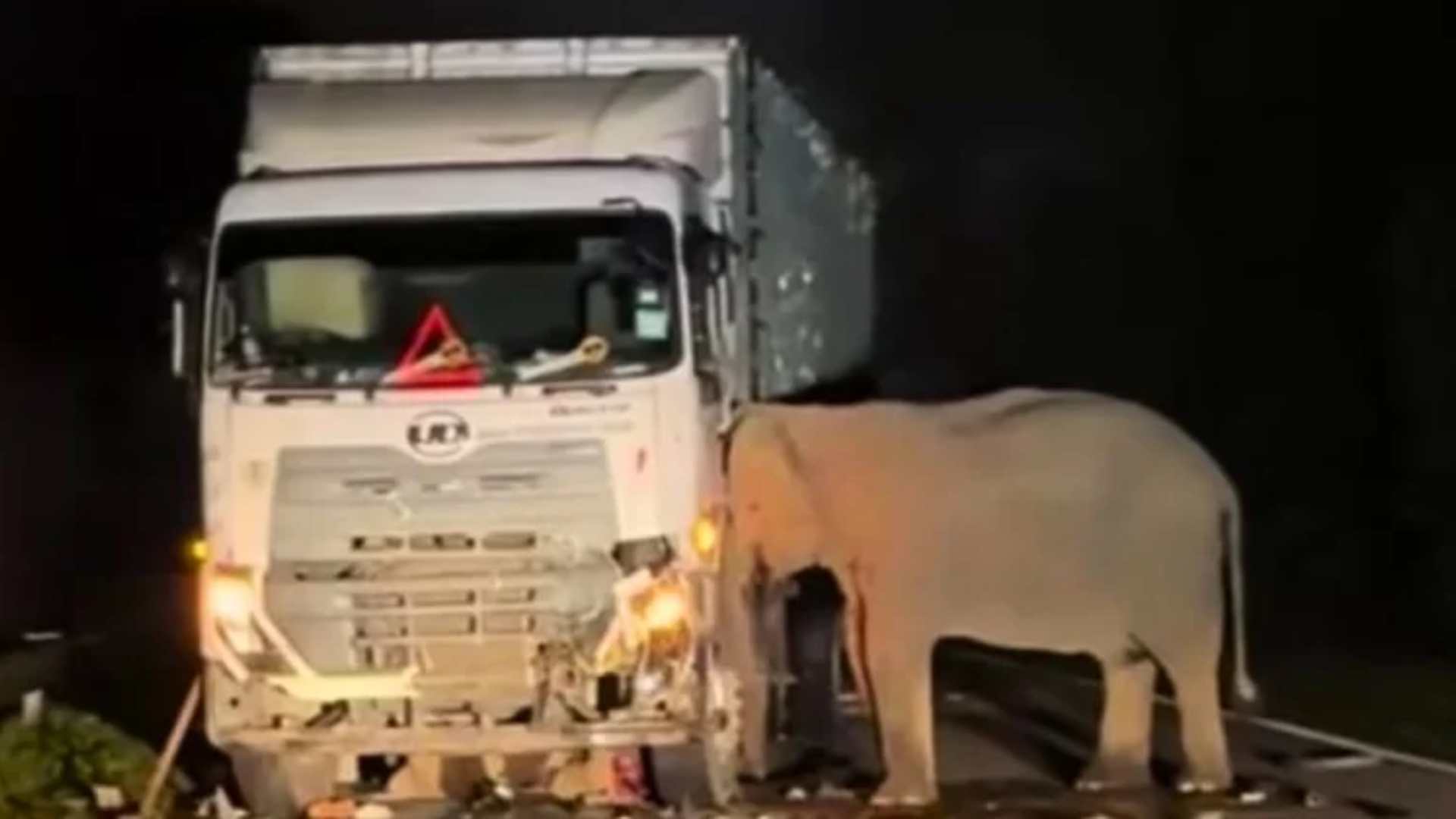 La triste historia detrás de video de madre elefanta que le está dando la vuelta al mundo