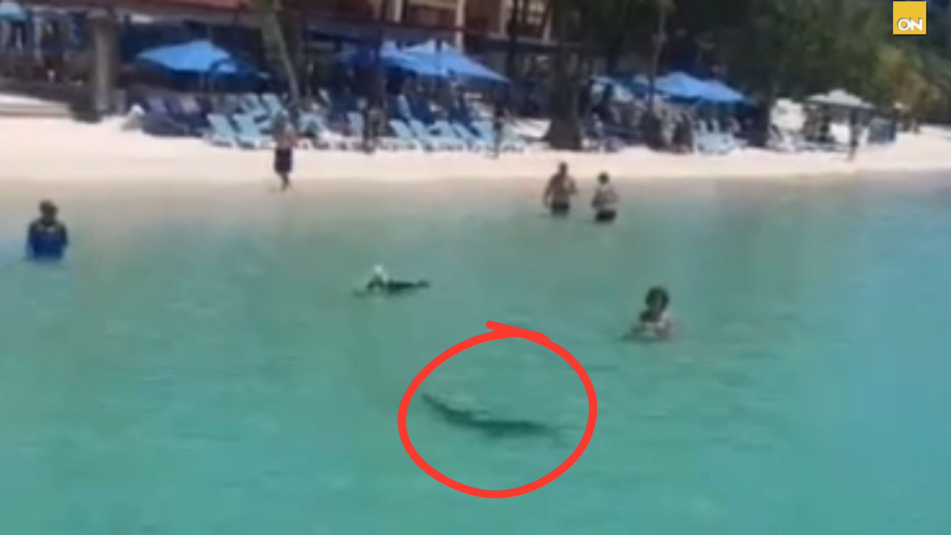 Tiburón en Roatán