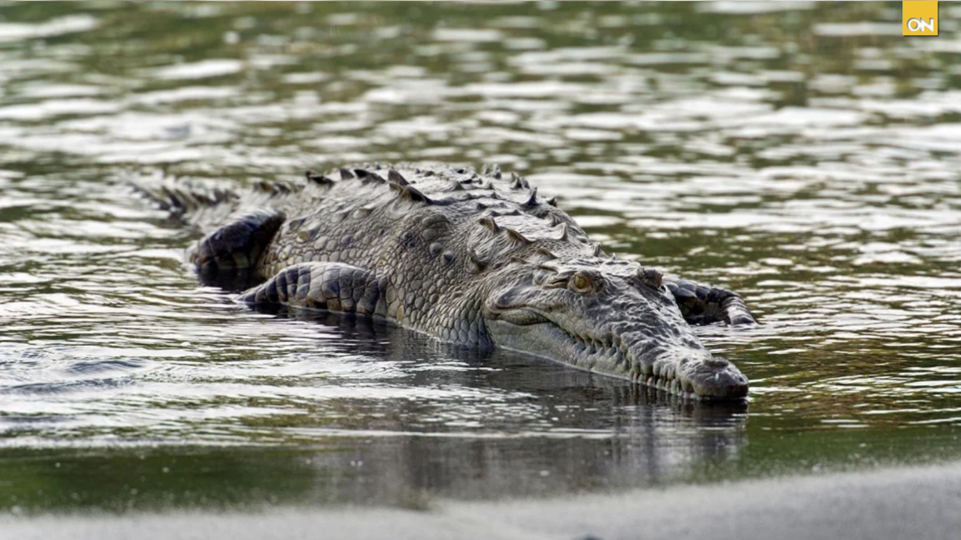 Inundaciones en Valle provocan aumento de cocodrilos y generan alarma entre la población