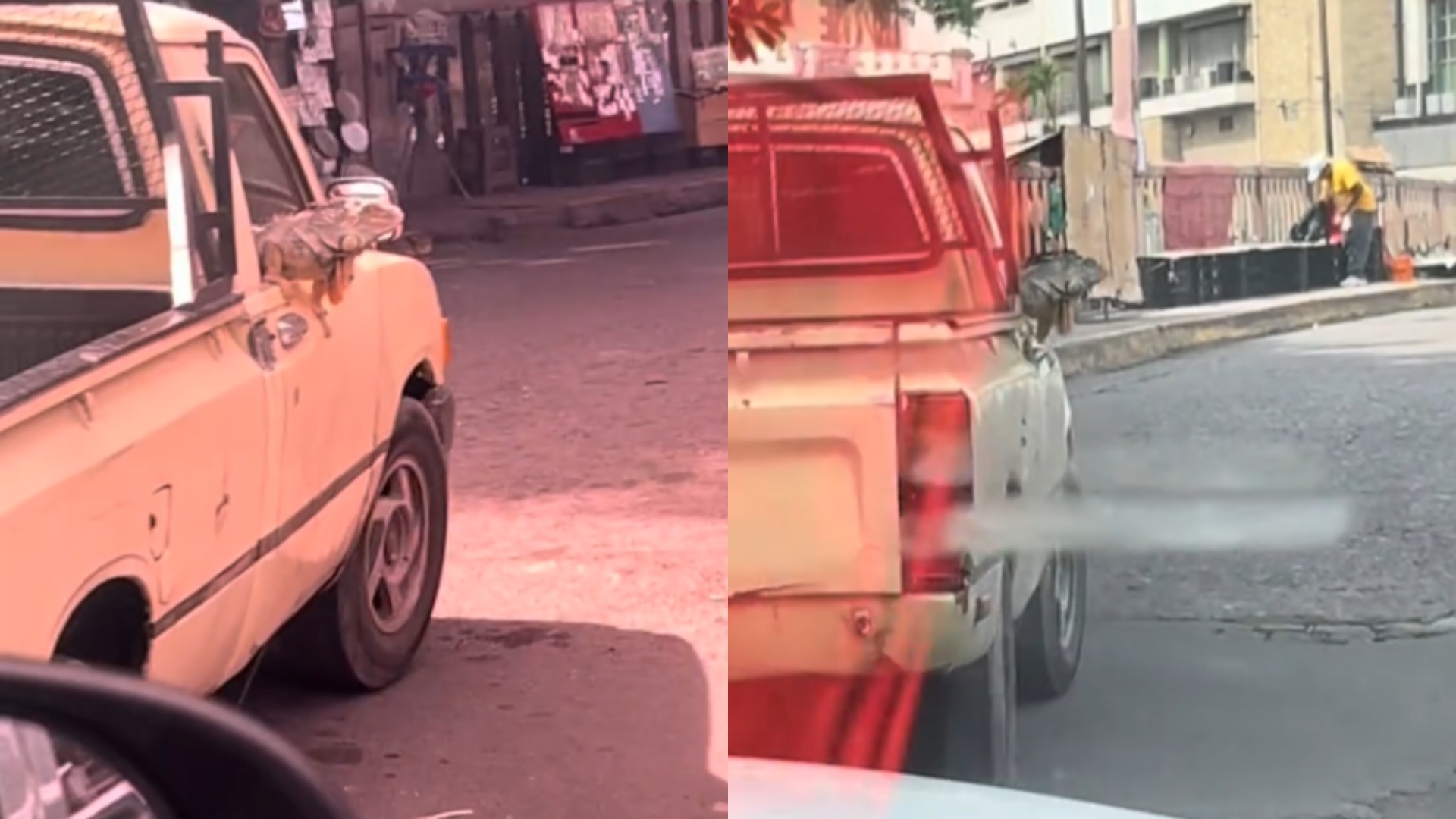Garrobo se roba las miradas al pasear en la ventana de un carro en Tegucigalpa