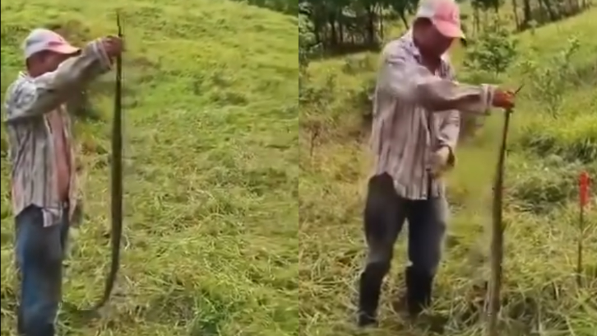 Hondureño sorprende al domar a serpiente barba amarilla con total calma en Olancho