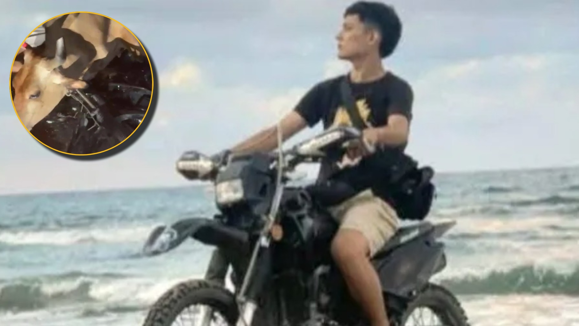 Joven que presuntamente hacía piques en motocicleta muere al chocar con una vaca en Tela