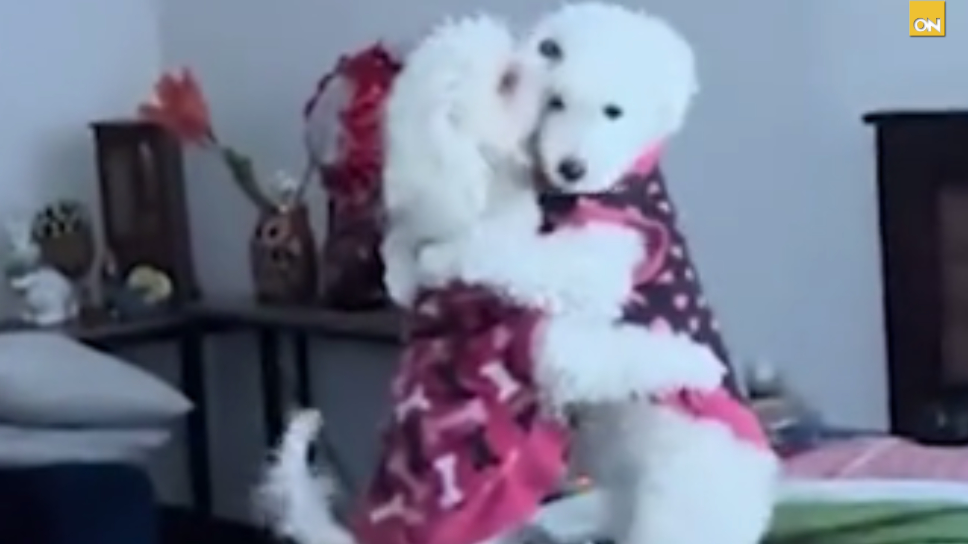 ¿Tiempo de vals? Perritas "bailarinas" causan ternura en redes