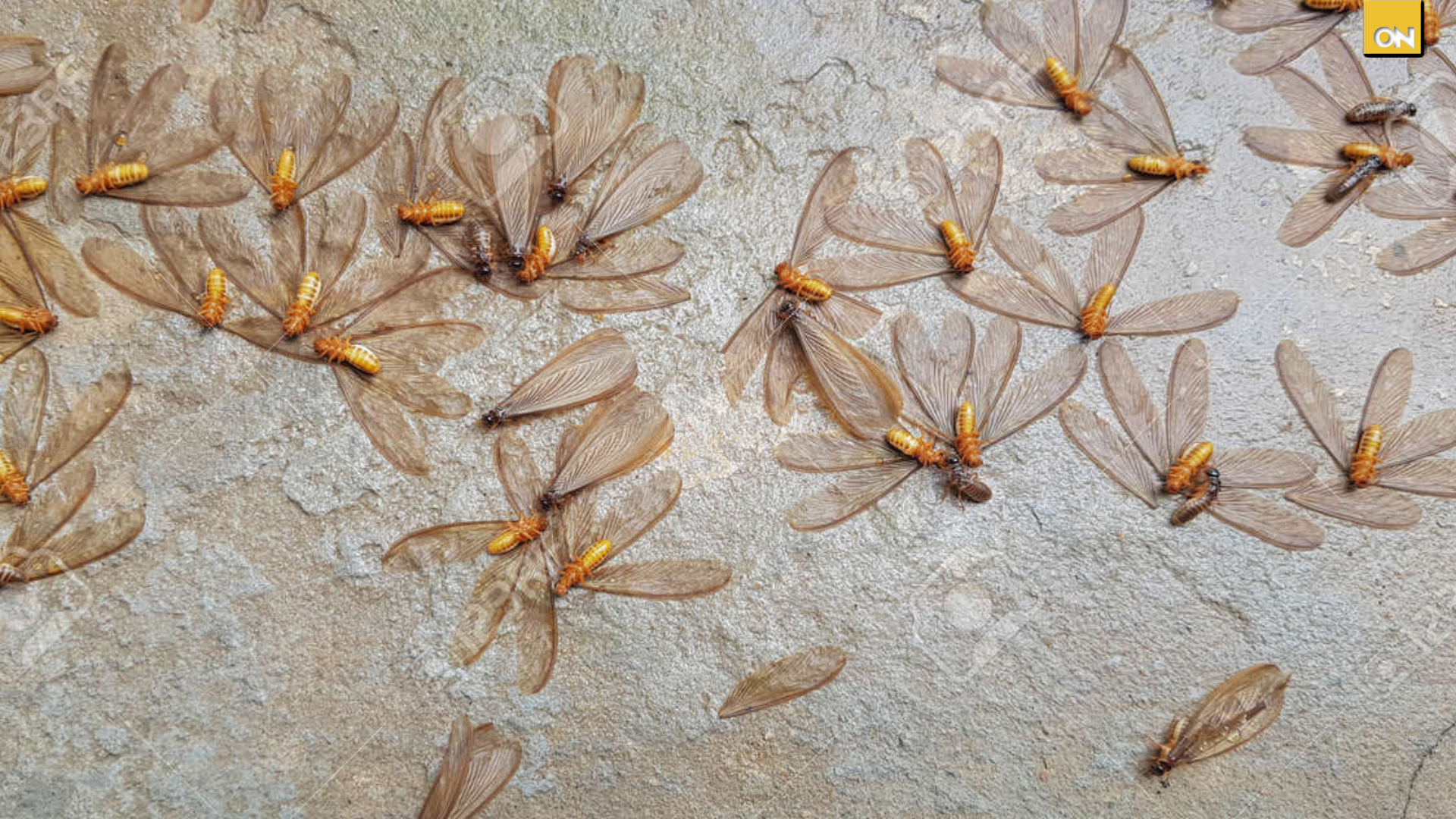 Tegucigalpa invadida plaga polillas