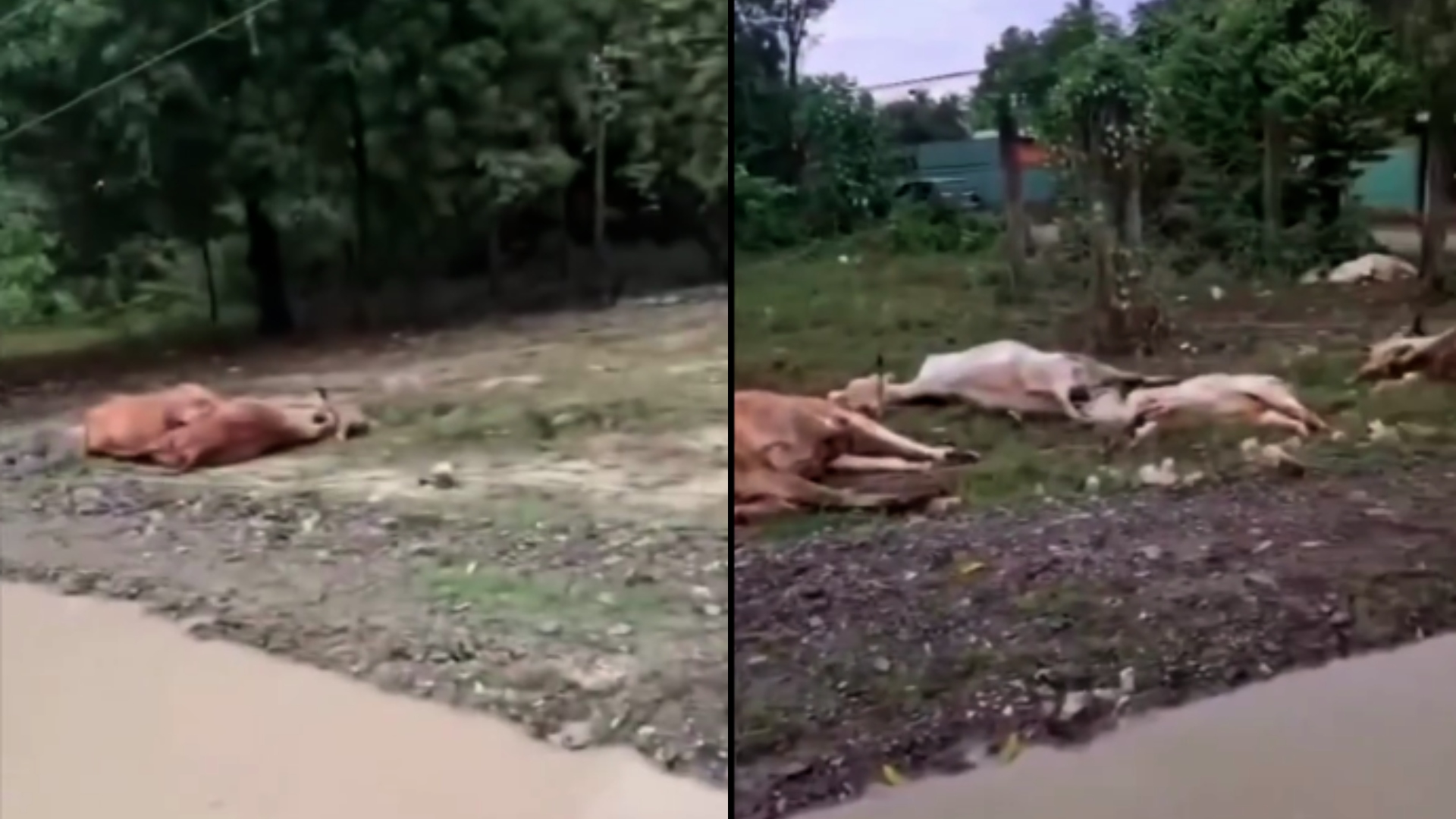 varias vacas mueren electrocutadas tras caída de cable en Choloma