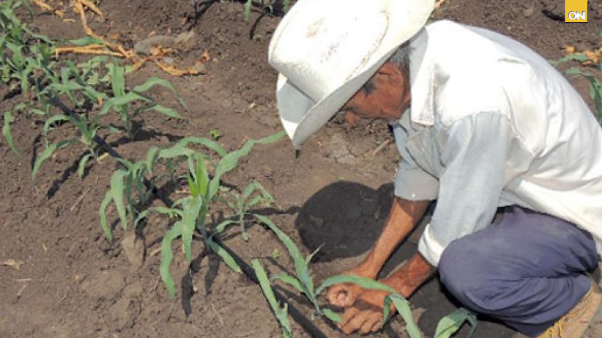 Productores hondureños advierten sobre riesgo de la canícula para el sector agrícola
