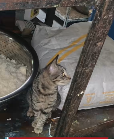 ARSA ordena cierre temporal de restaurante de comida china en Tegucigalpa por condiciones insalubres