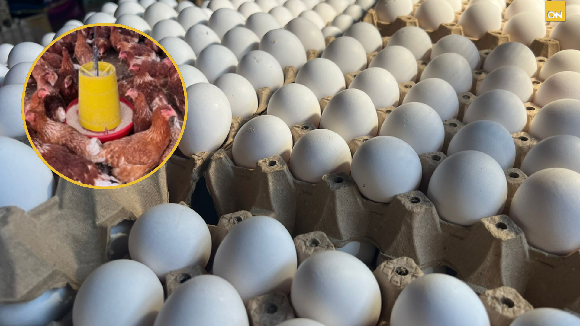 Miles de familias recibirán huevos gratis en Honduras