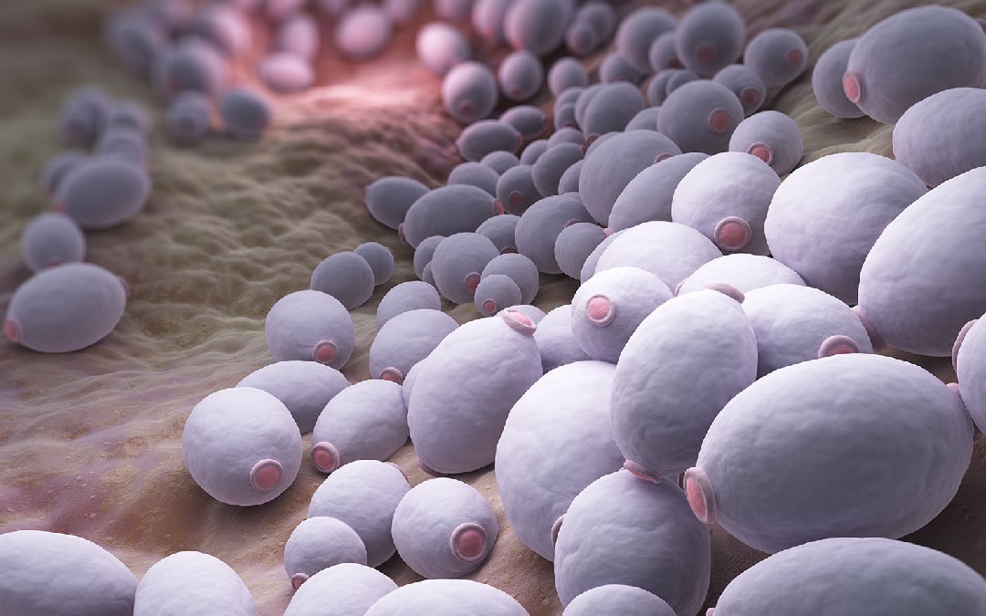 Candida auris: el enemigo a las puertas | Blog Palex