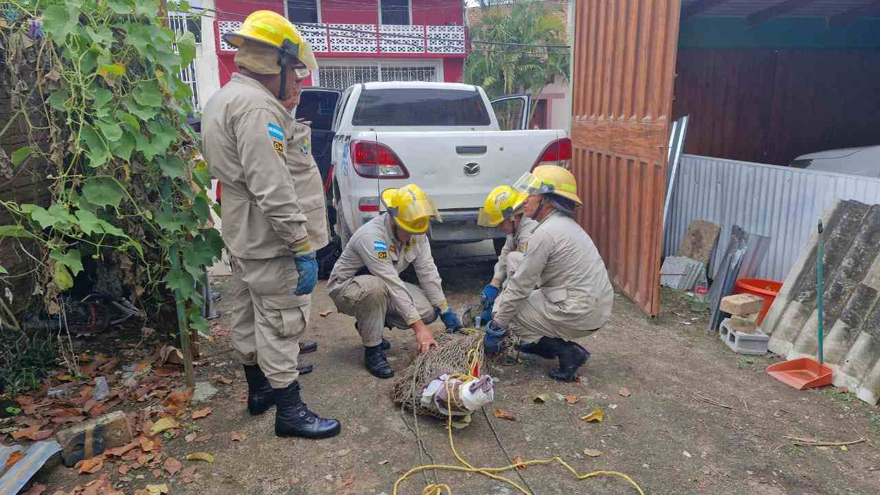 Cocodrilo criado como mascota durante 20 años en Danlí es liberado en el río Patuca