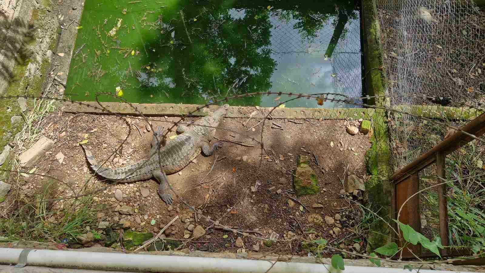Cocodrilo criado como mascota durante 20 años en Danlí es liberado en el río Patuca