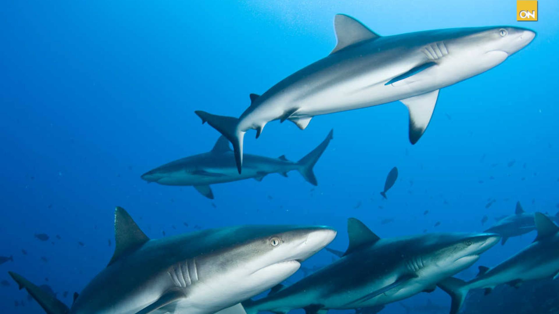 Alerta tiburones Peligro