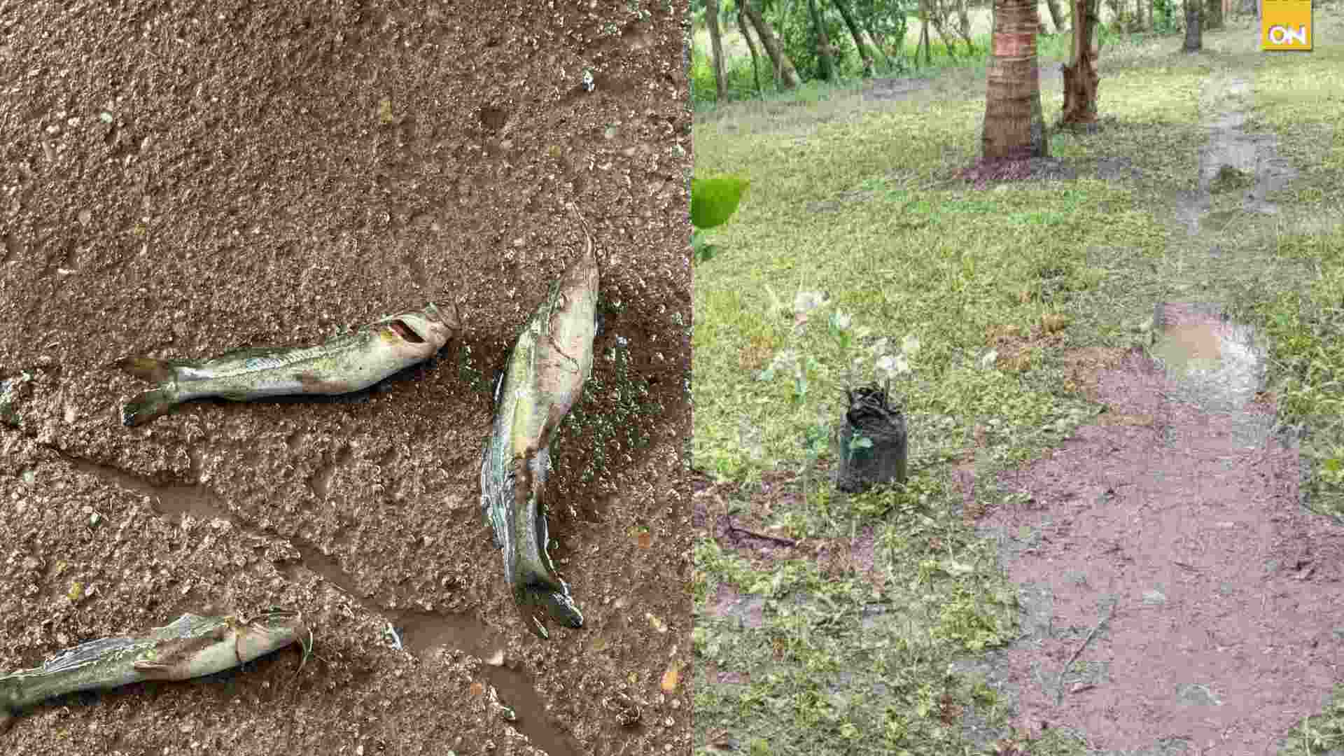 ¿Solo en Yoro llueven peces? El misterioso fenómeno sorprende también en Olancho