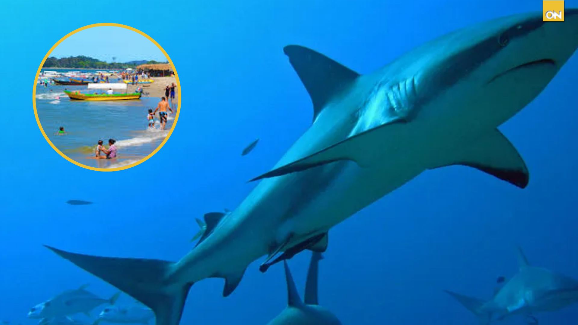 ¿Qué hacer si te encuentras con un tiburón en el mar en el Feriado Morazánico?