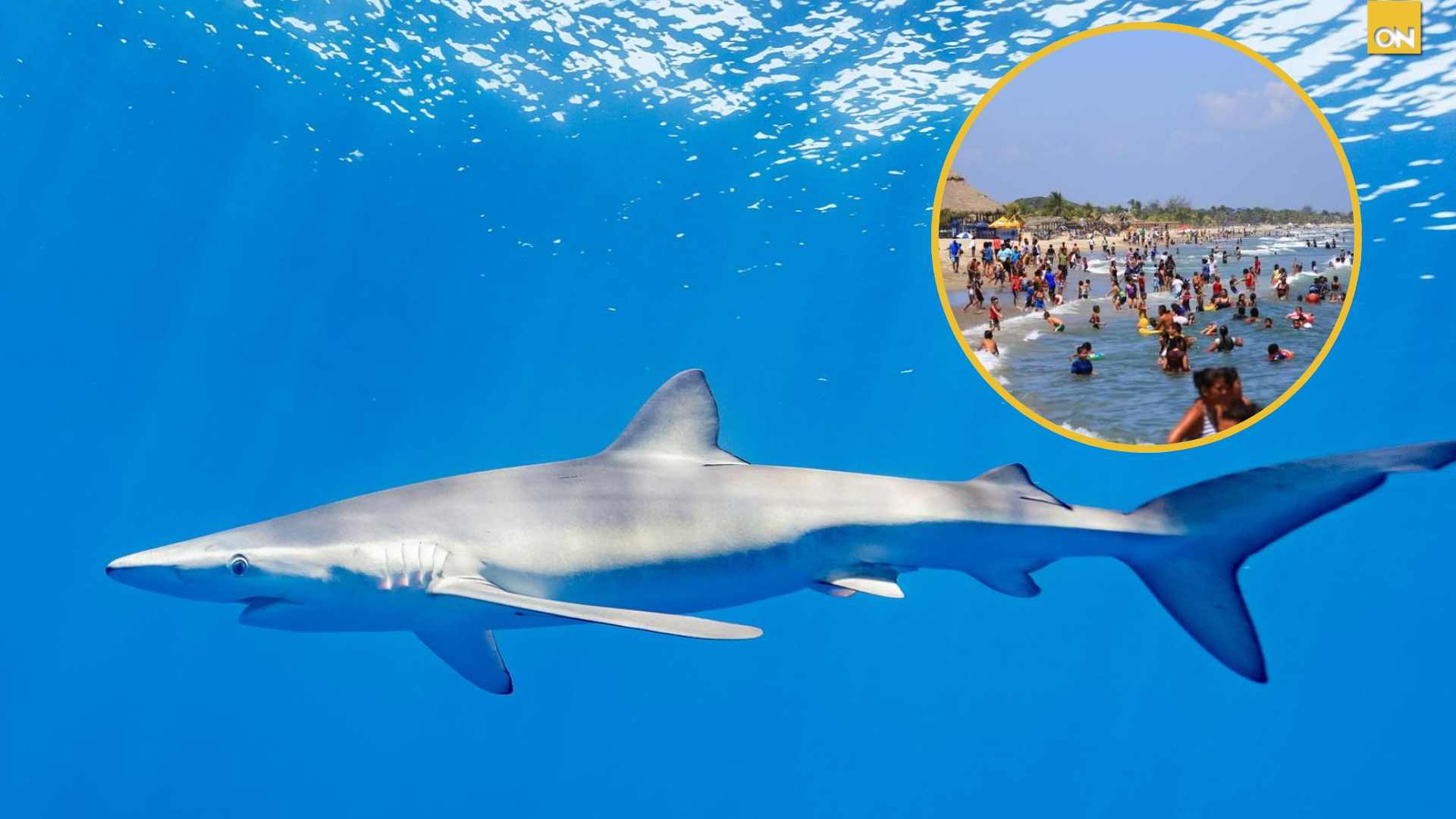 Consejos para mantenerse seguro y alejado de tiburones en la Semana Morazánica