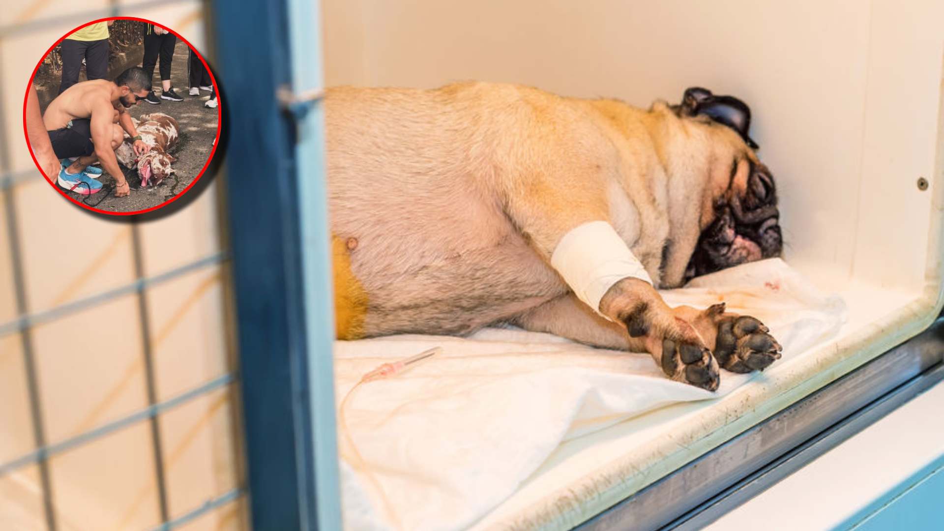 Llaman a la consciencia a dueños de perros en San Pedro Sula