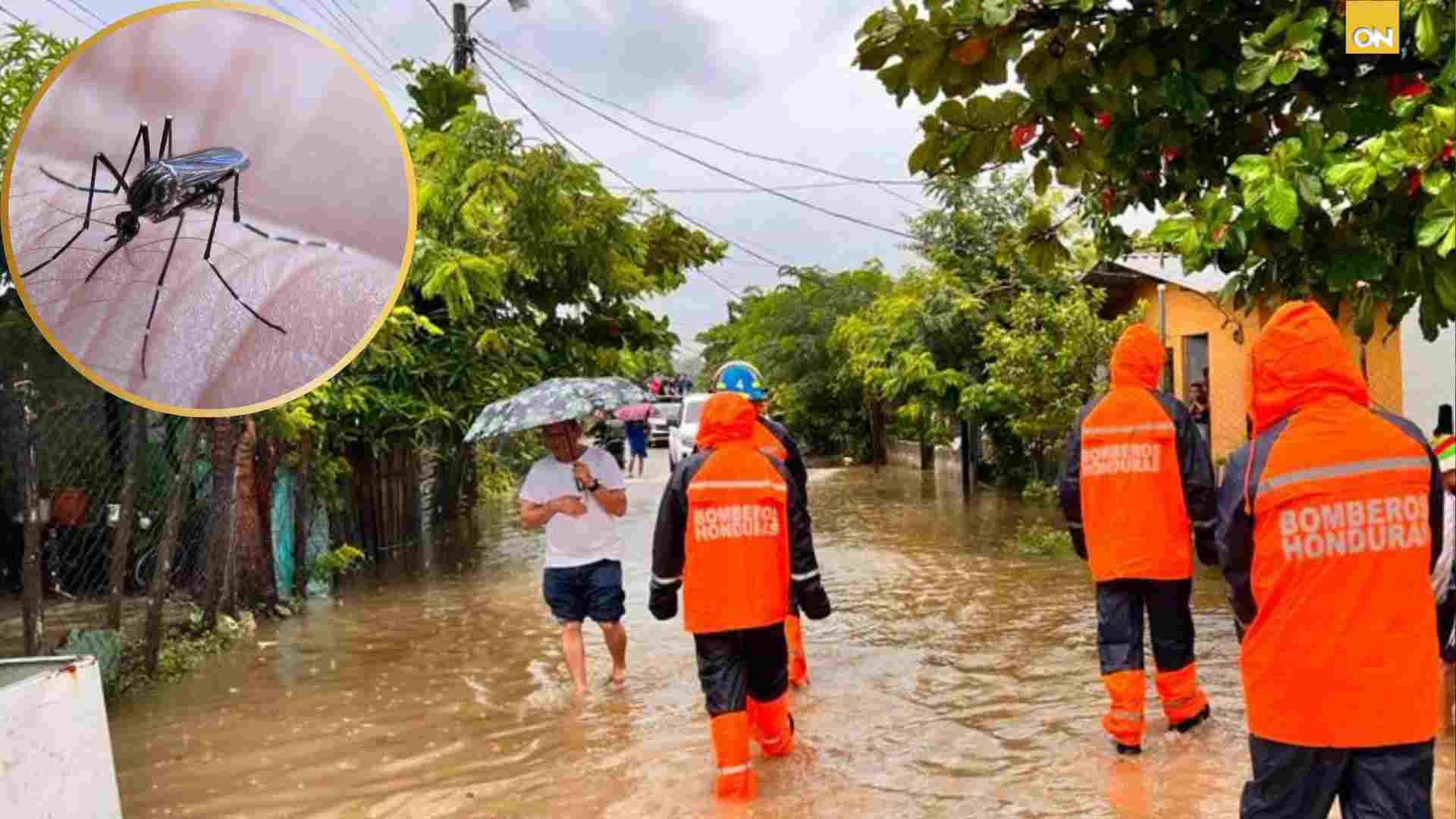 Dengue Cortés aumento