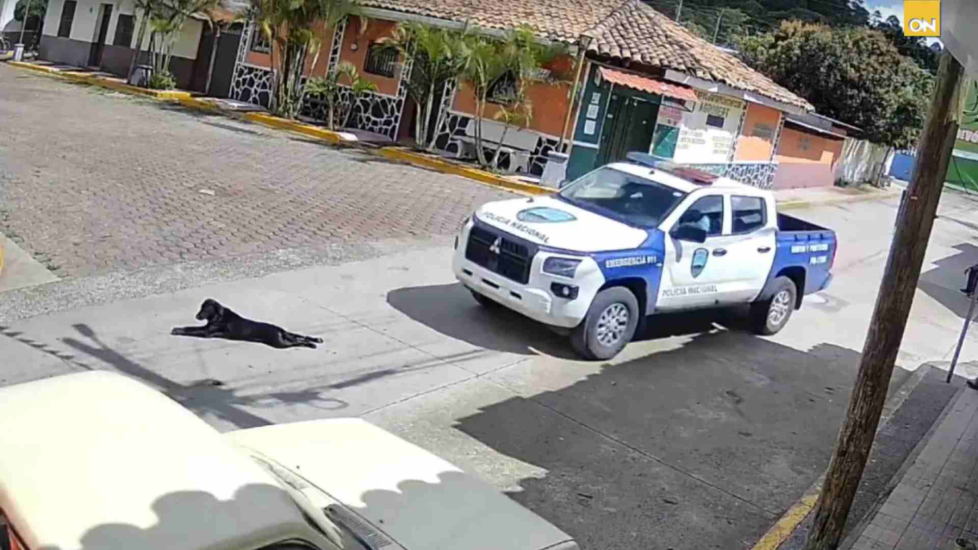 Indignación perro patrulla