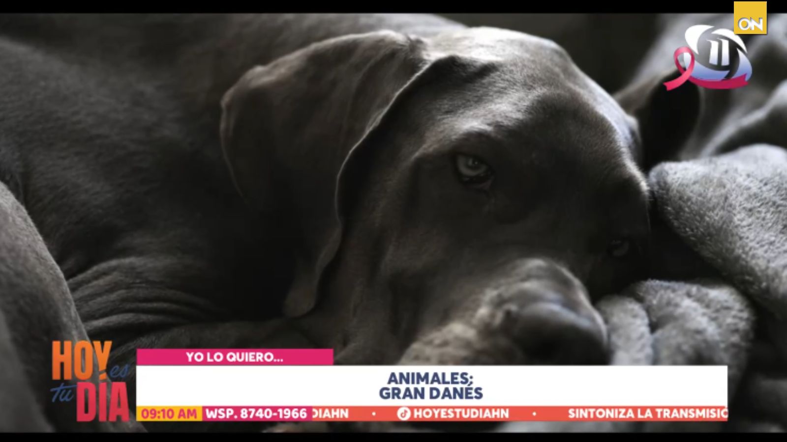 Los animales que el equipo de Hoy Es Tu Día quisiera tener: desde un Gran Danés hasta un ajolote