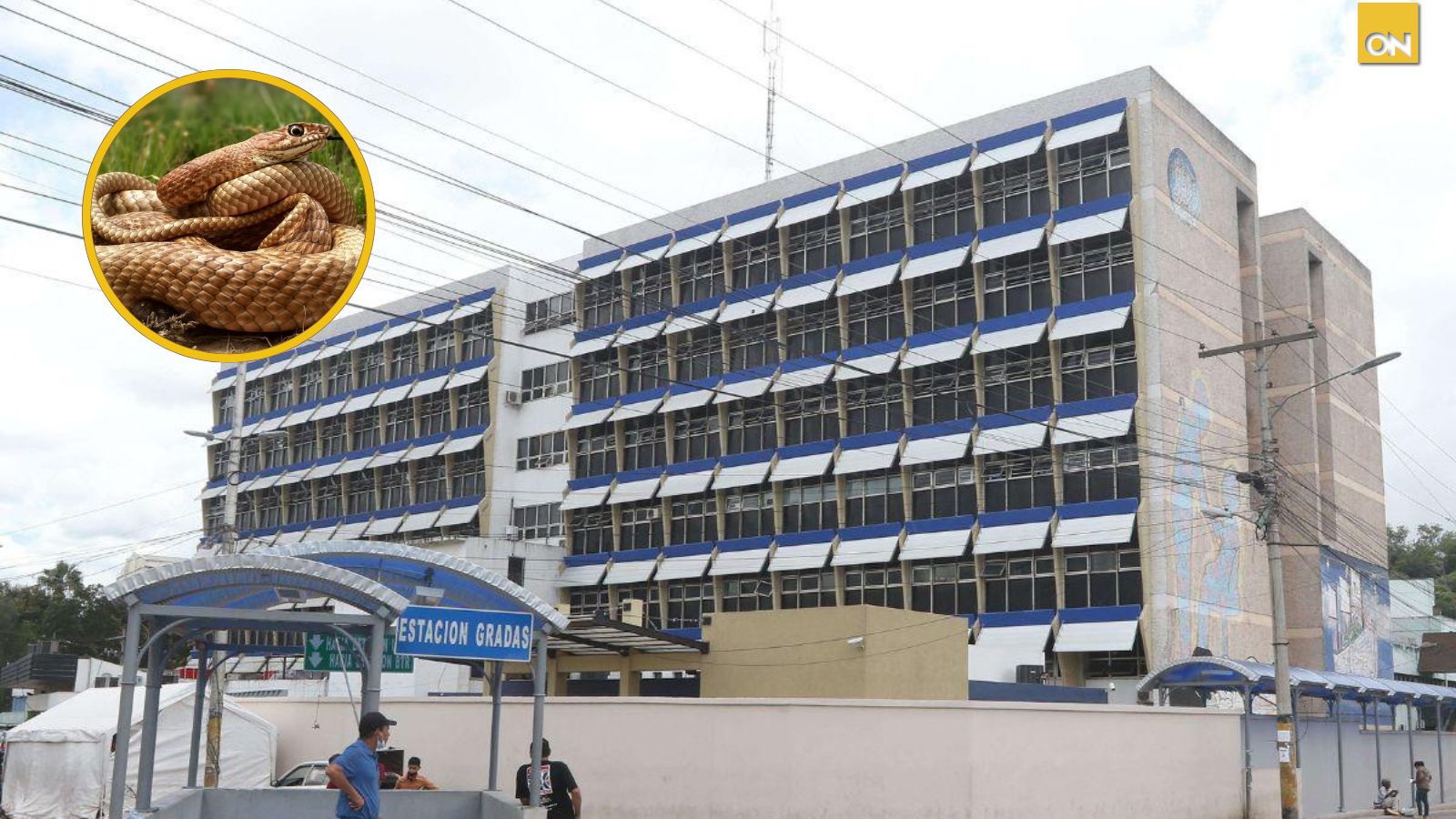 Hospital Escuela reporta 116 personas atendidas por mordeduras de serpiente en lo que va del año