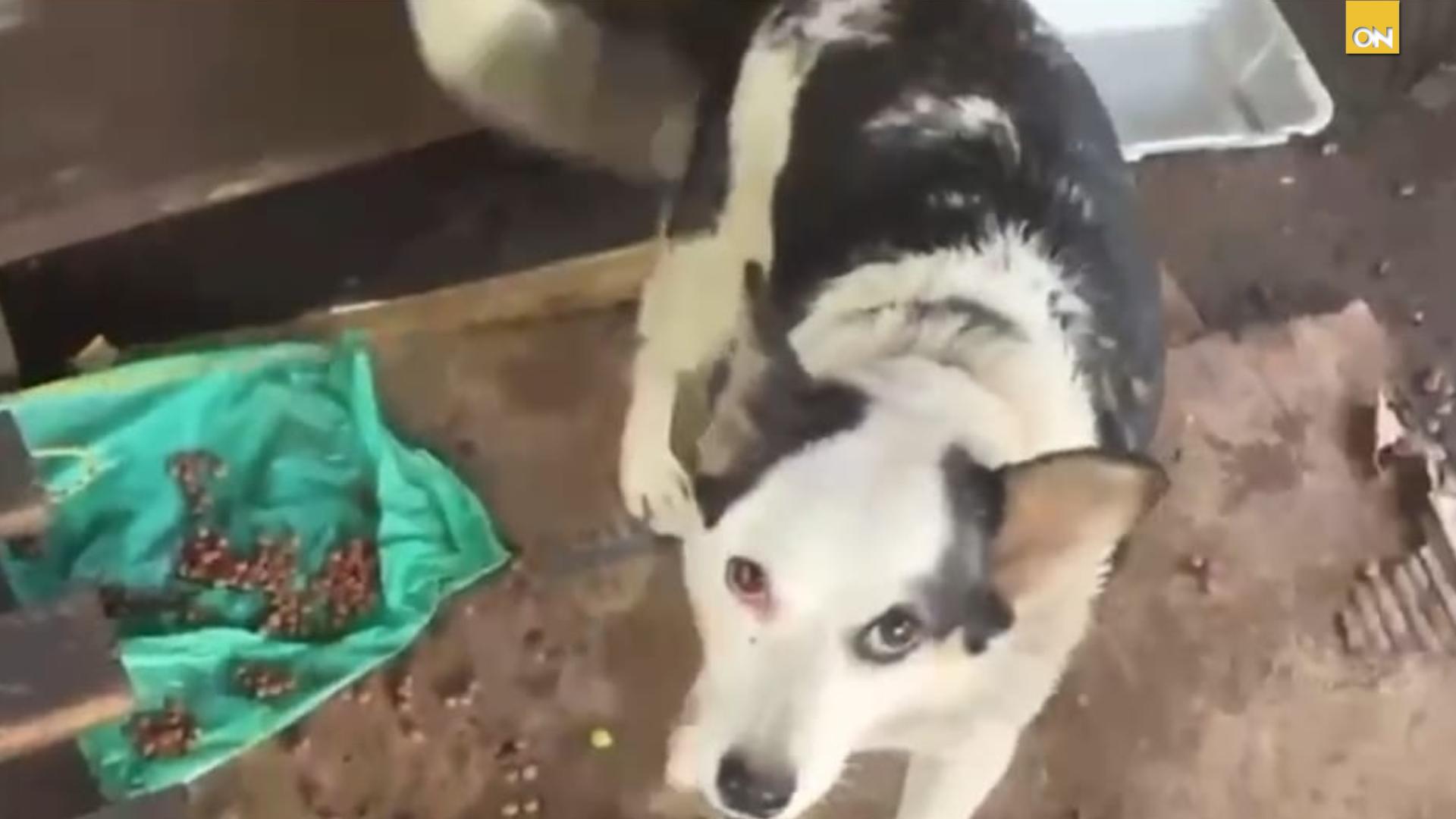 Rescatan perritos lluvias