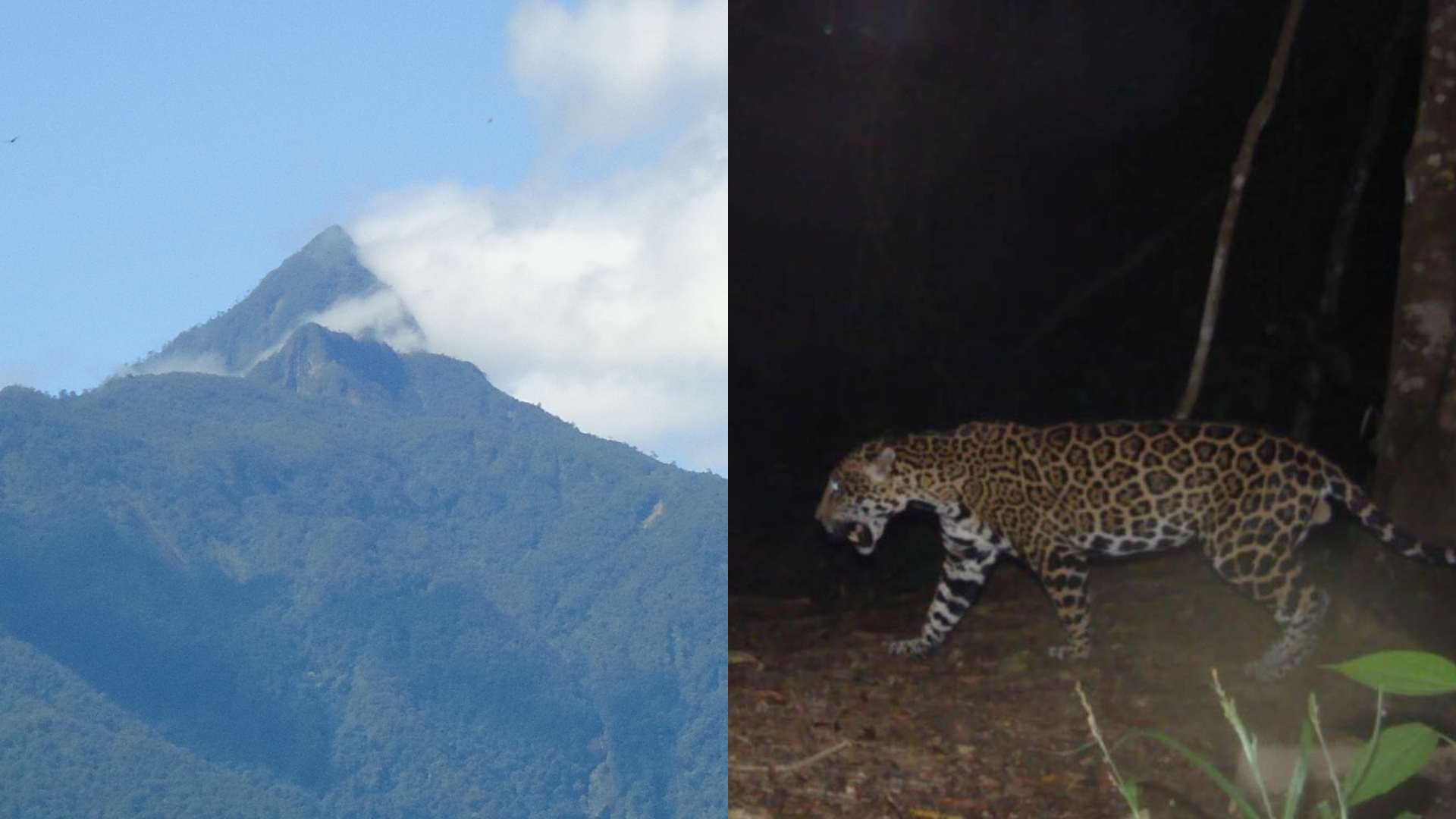“Majestuoso felino”: Muestran avistamiento de enorme jaguar en Honduras