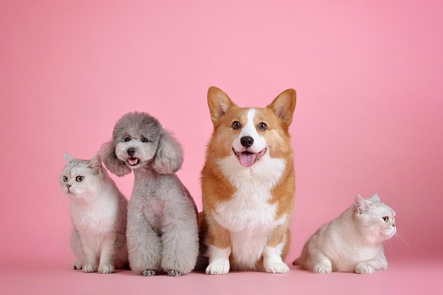 pets-3715733_640