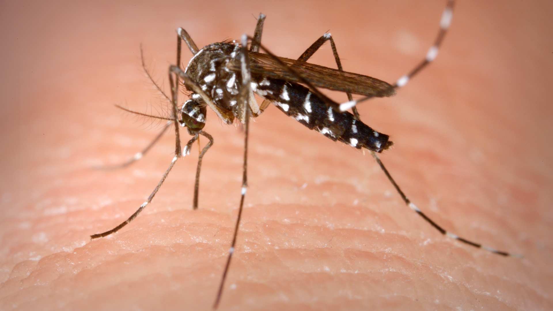 Honduras podría enfrentar nueva advertencia sanitaria con ingreso de mosquito tigre