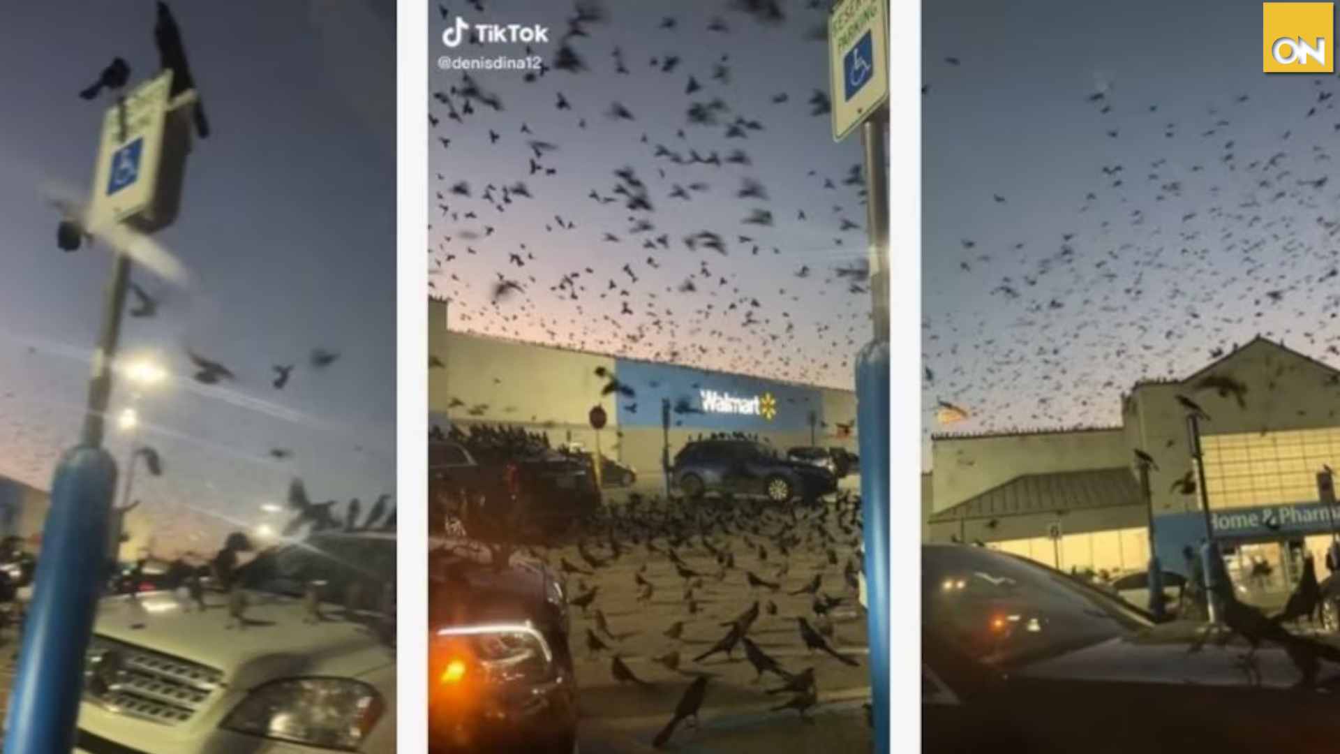 aves supermercado