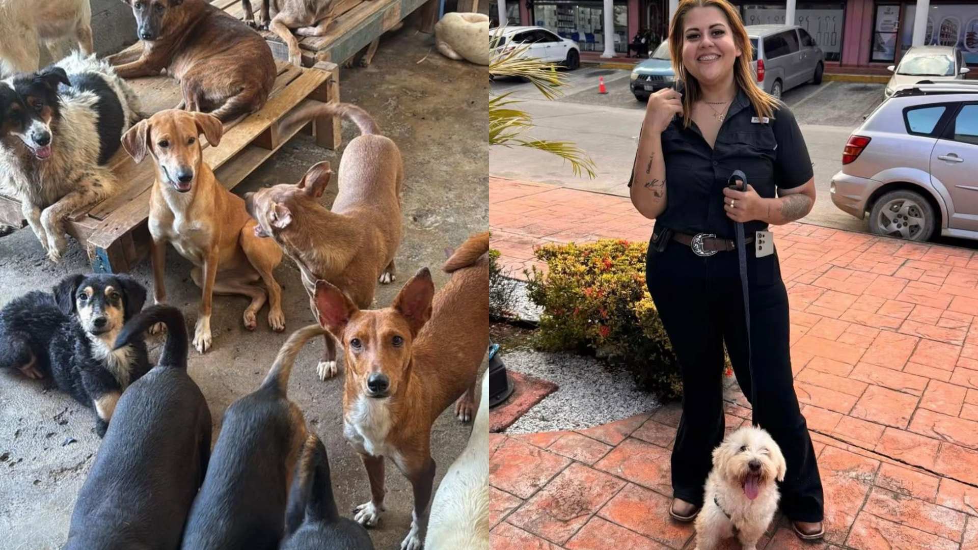 “Está delicada”: Piden apoyo para la presidenta del refugio animal “Amor y Abrigo”