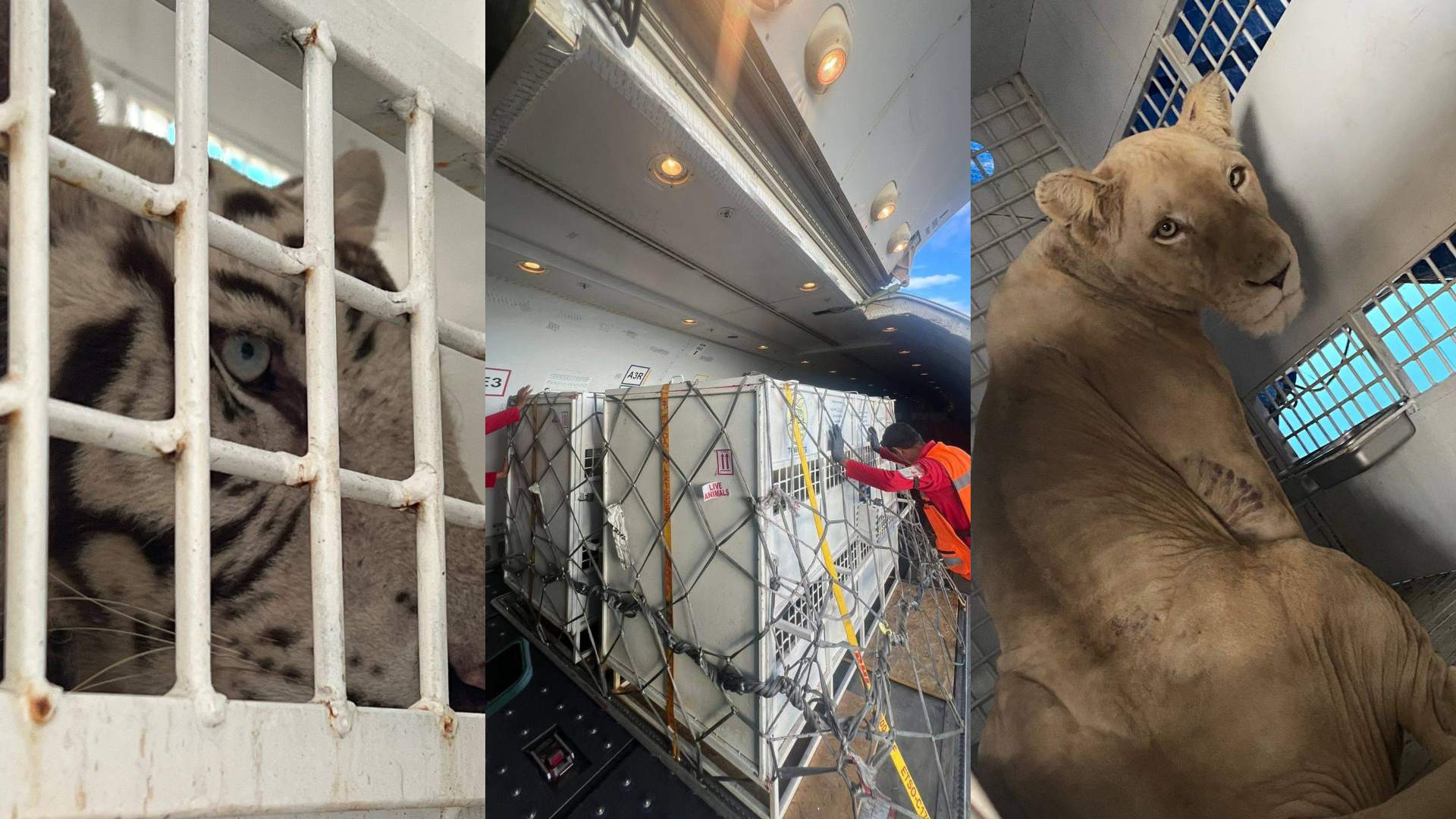 Traslado de grandes felinos de Honduras a Estados Unidos