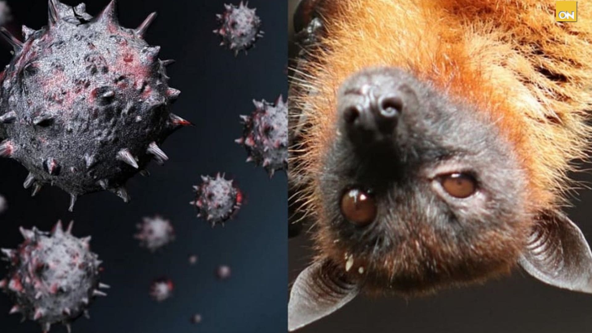 virus Nipah