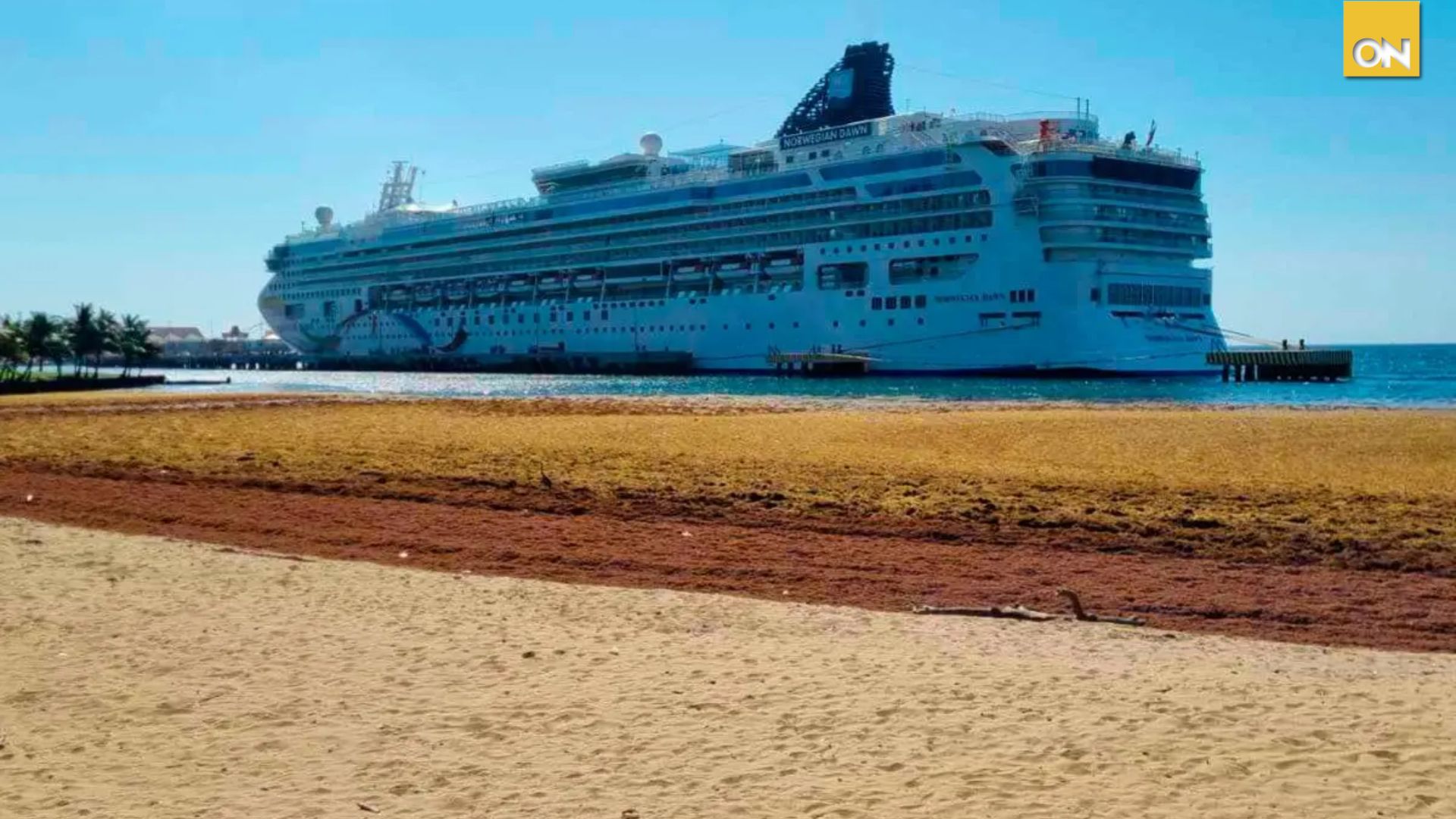 Sargazo impacta las playas de Roatán: ¿Cuáles son las causas y efectos?