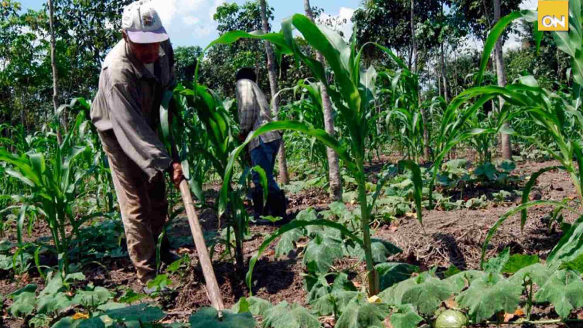 Invasiones de tierras amenazan la producción agrícola y frenan inversiones en Honduras