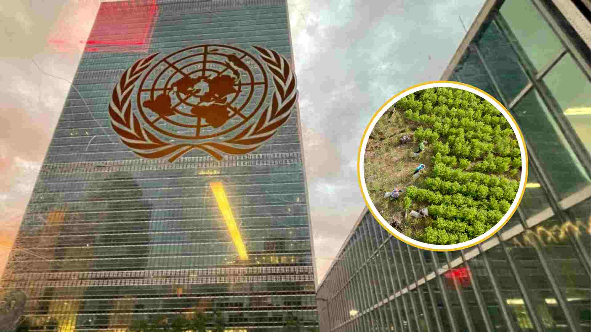 ONU alerta sobre aumento del cultivo de coca en Centroamérica