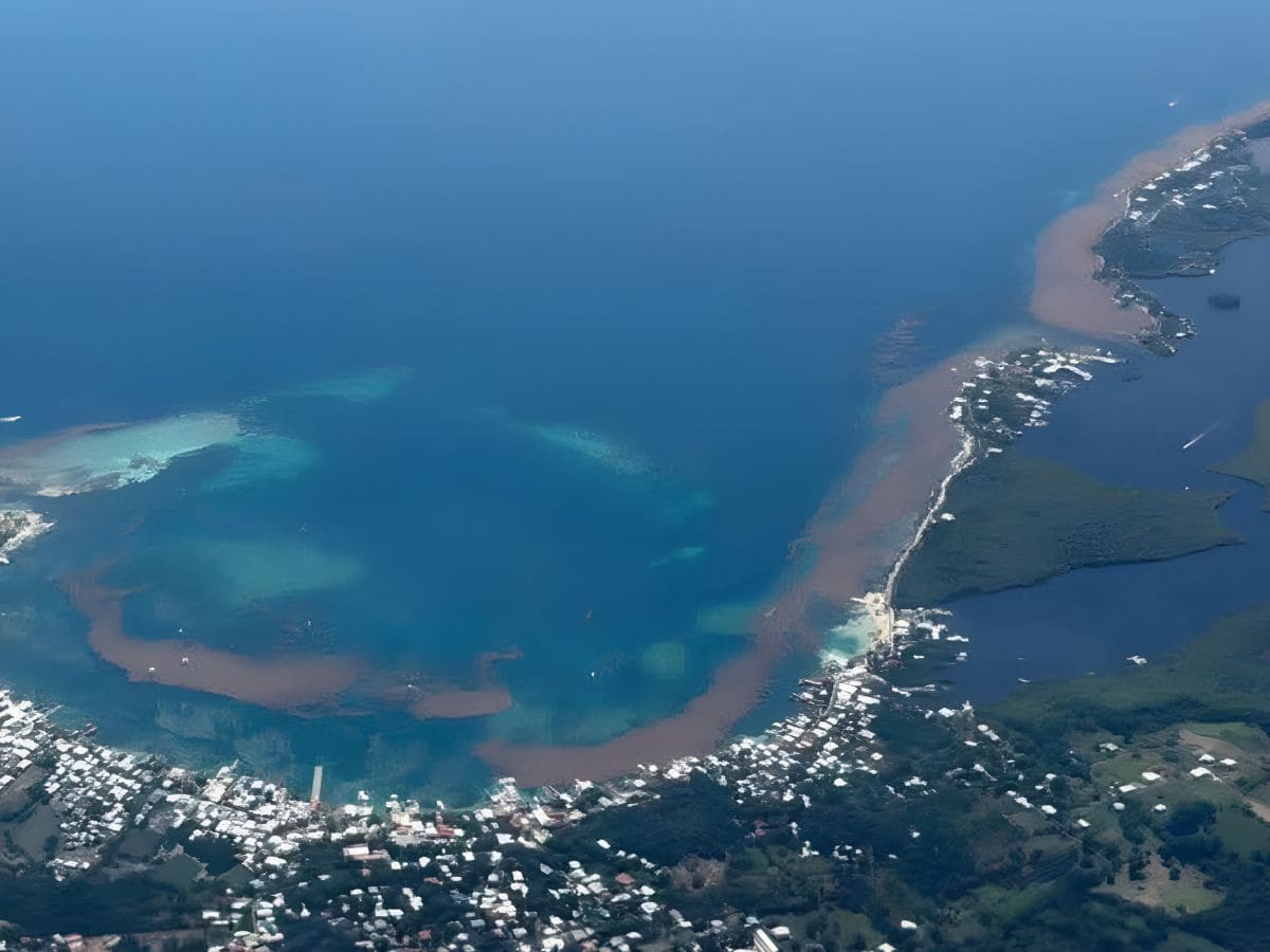 Sargazo en Utila preocupa a semanas de Semana Santa