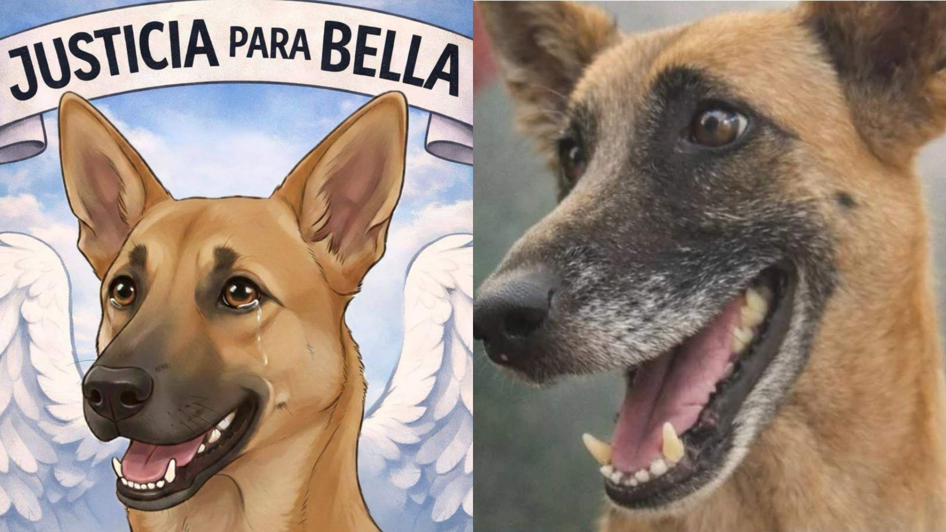 Denuncian caso de muerte de una perrita “Bella” en UNAH