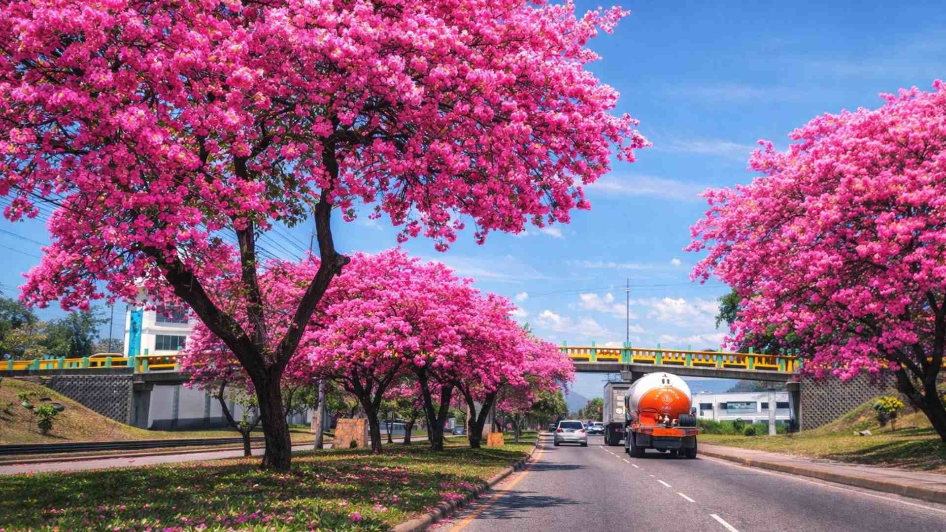 San Pedro Sula se tiñe de rosado con florecimiento de macuelizos