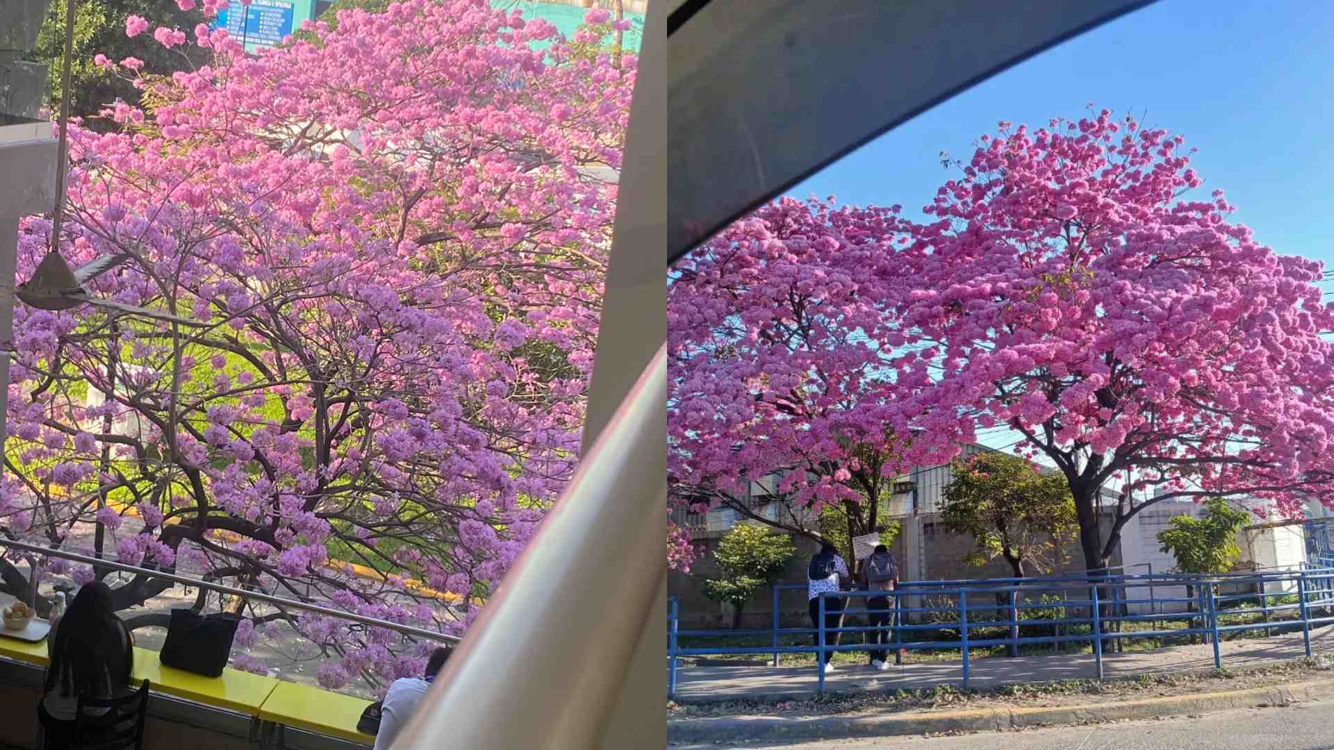 San Pedro Sula se tiñe de rosado con florecimiento de macuelizos