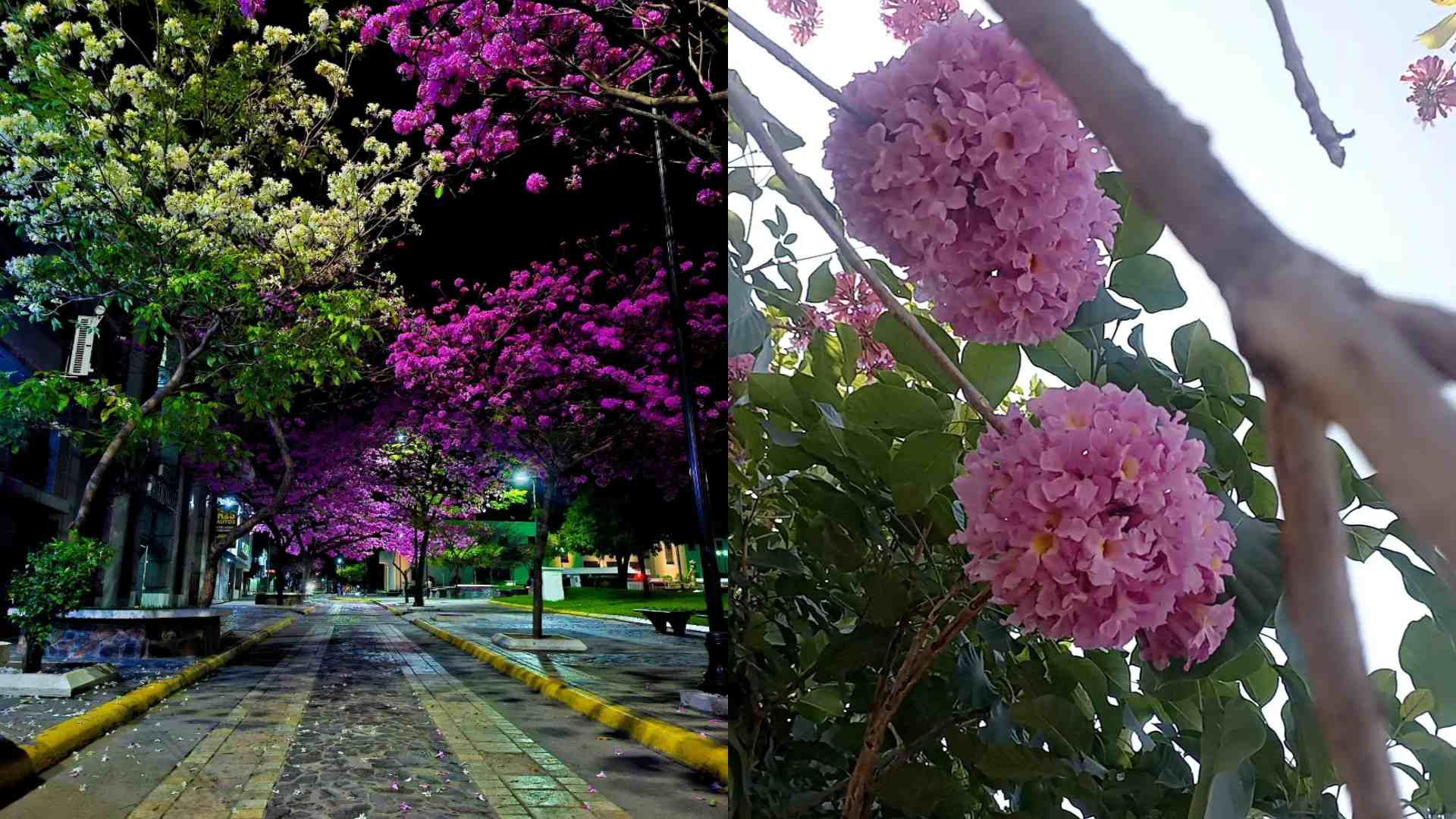 San Pedro Sula se tiñe de rosado con florecimiento de macuelizos