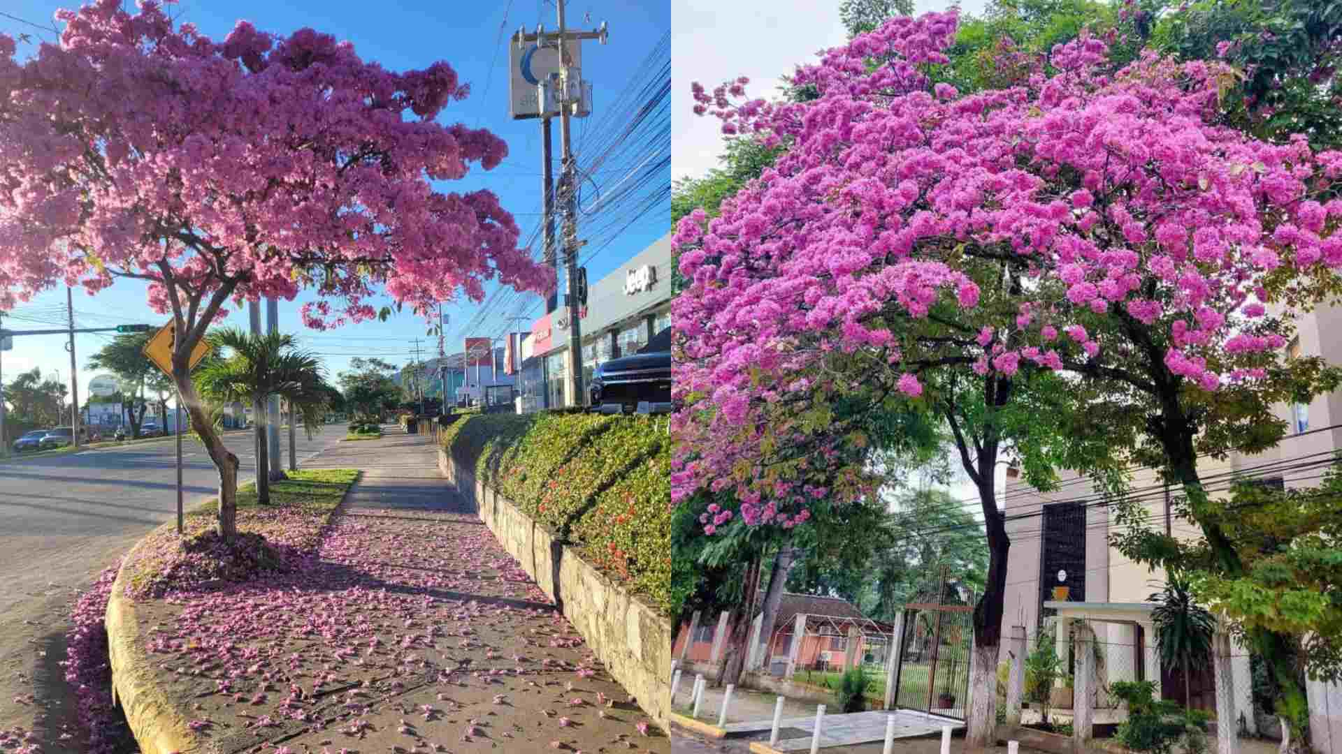 San Pedro Sula se tiñe de rosado con florecimiento de macuelizos “Qué espectáculo”
