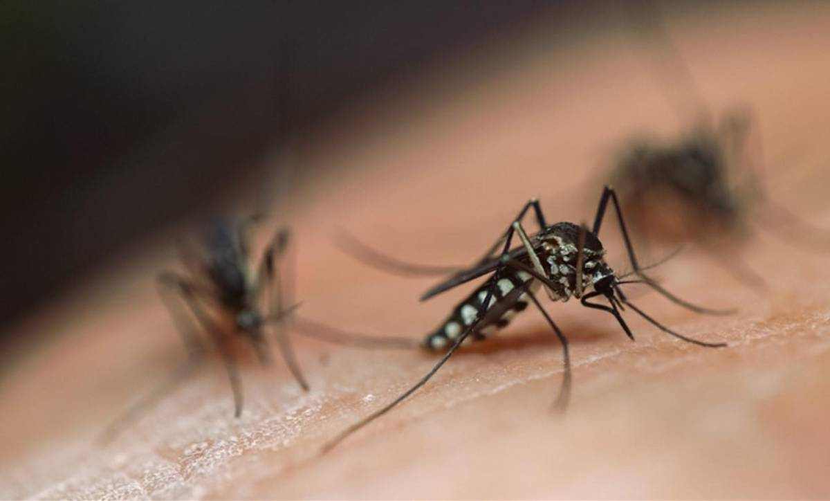 Casos dengue Honduras