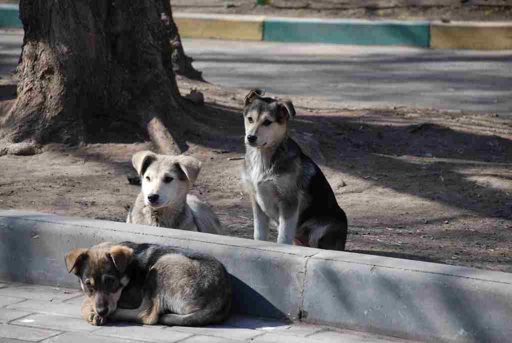 Congreso Nacional esterilización 