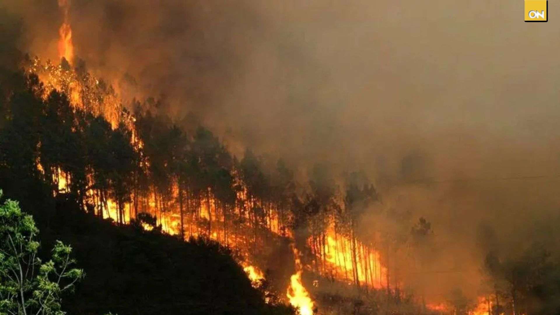 l Instituto de Conservación Forestal reportó que Honduras registra 88 incendios forestales en lo que va del año, los cuales han afectado aproximadamente 329 hectáreas a nivel nacional