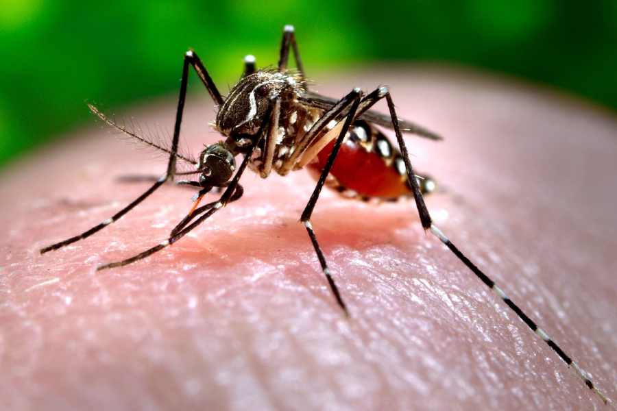 Casos dengue Honduras